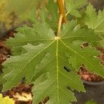 Ficus johannis Leaf