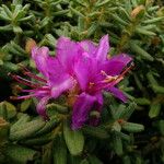 Rhododendron setosum 整株植物