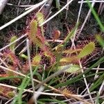 Drosera anglica Yaprak