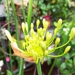 Allium flavum Floro