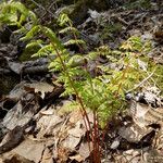 Cystopteris bulbifera Pokrój