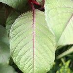 Fuchsia triphylla ഇല