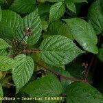 Rubus guentheri