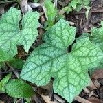 Luffa aegyptiaca Leaf