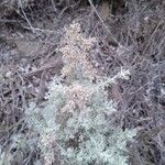 Artemisia thuscula Leaf