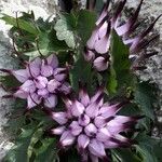 Physoplexis comosa 花
