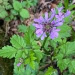 Cardamine chelidonia Blüte