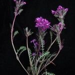 Pedicularis gracilis Yeri