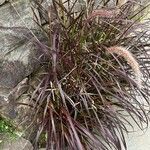 Pennisetum setaceum Folha