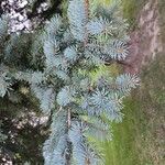 Picea pungens葉