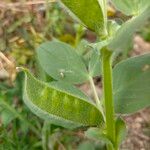 Vicia johannis Frucht