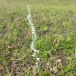 Spiranthes vernalis Flower