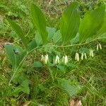 Polygonatum multiflorumLeaf