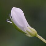 Cleome rutidosperma Blüte