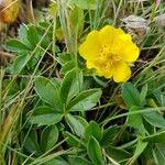 Potentilla aureaŽiedas