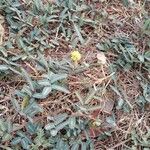 Neptunia pubescens Flor
