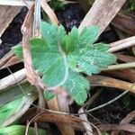 Ranunculus tuberosus Folha