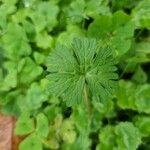 Geranium molle Frunză