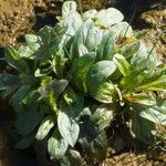 Epilobium tetragonum Leaf