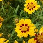 Coreopsis lanceolataFlower