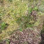 Achnatherum calamagrostis Blatt