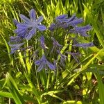 Agapanthus africanus Other