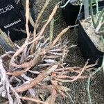 Euphorbia platyclada Hoja