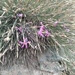 Dianthus orientalis Blüte