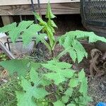 Lactuca floridana Blad