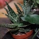 Aloe variegata Φύλλο