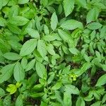 Vaccinium angustifolium Folha