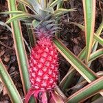 Ananas comosus Plod