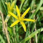 Gagea pratensis Λουλούδι