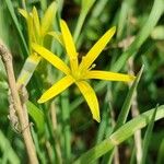 Gagea pratensis Flower