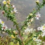 Symphyotrichum ericoides ᱥᱟᱠᱟᱢ