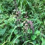 Epipactis purpurata Flower