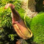 Nepenthes truncata Flor