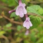 Clinopodium abyssinicum Blüte