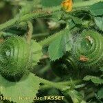 Medicago scutellata Frugt