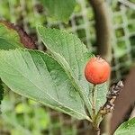 Chamaemespilus alpina Froito