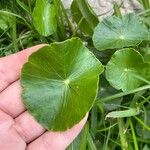 Hydrocotyle verticillataLeaf