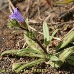 Echium bonnetii Habitus