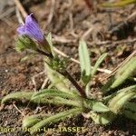 Echium bonnetii Облик