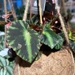 Begonia cleopatrae Lapas