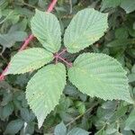 Rubus senticosus Blad