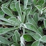 Antennaria dioica Leaf