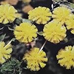 Acacia paradoxa Flower