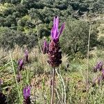 Lavandula pedunculata Blüte