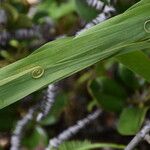 Flagellaria indica Levél