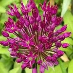 Allium nigrum പുഷ്പം